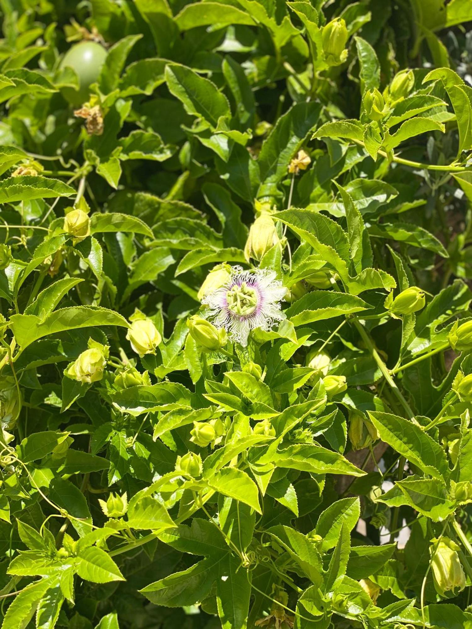 Çıralı Rosemary Pansiyon المظهر الخارجي الصورة