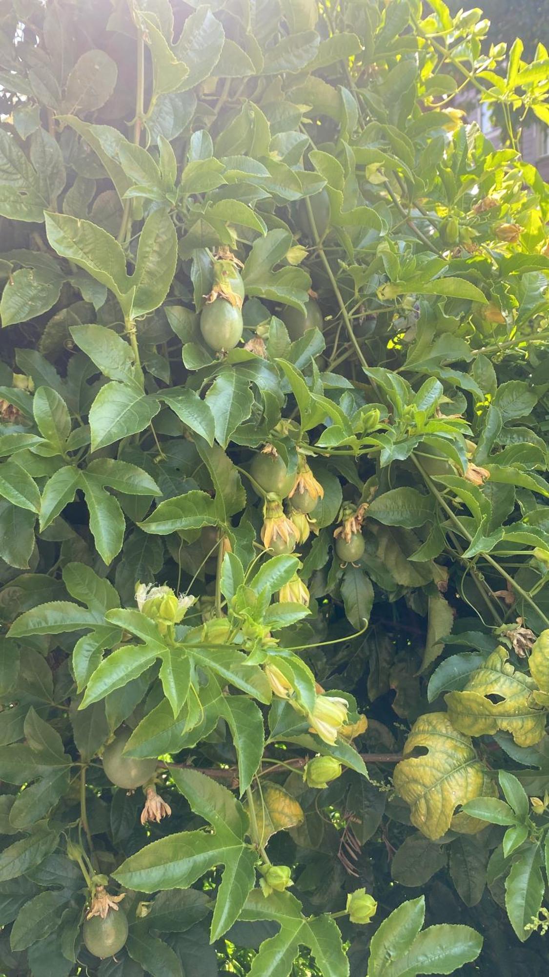 Çıralı Rosemary Pansiyon المظهر الخارجي الصورة